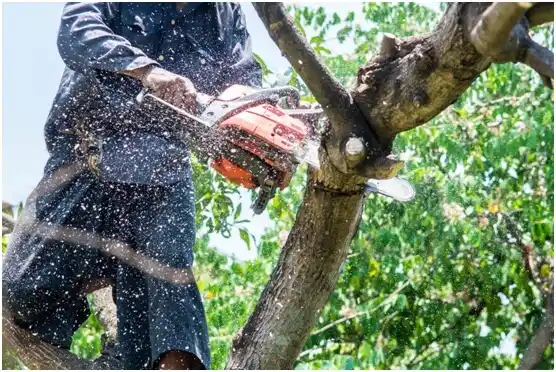 tree services Pharr